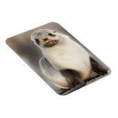 Portret van zeehondjong op het strand magneet (Rechterzijde)