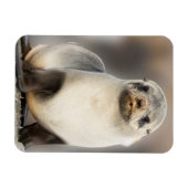 Portret van zeehondjong op het strand magneet (Horizontaal)