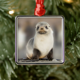 Portret van zeehondjong op het strand metalen ornament