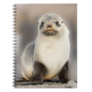 Portret van zeehondjong op het strand notitieboek