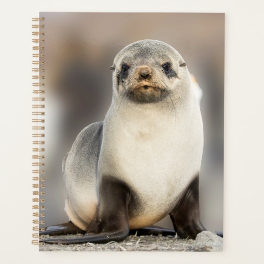 Portret van zeehondjong op het strand planner (Voorkant)
