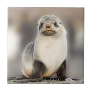 Portret van zeehondjong op het strand tegeltje