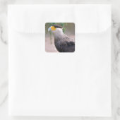 Portret van Zuid-Crested Caracara Vierkante Sticker (Tas)