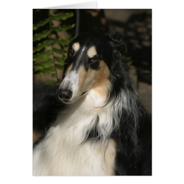 Portret van Zulu (Voorkant)