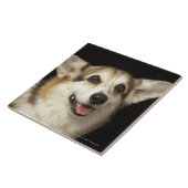 Portret van zwarte, bruine en witte Corgi Tegeltje (Zijkant)