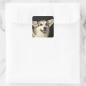Portret van zwarte, bruine en witte Corgi Vierkante Sticker (Tas)
