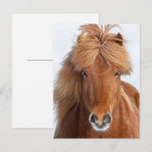 Portret voor bruin IJslandse paarden Briefkaart (Voorkant / Achterkant)