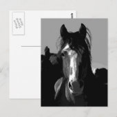 Portret voor zwarte en witte paarden briefkaart (Voorkant / Achterkant)
