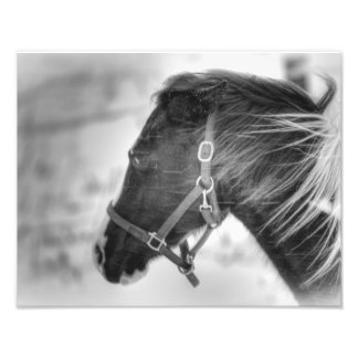 Portret voor zwarte en witte paarden foto afdruk