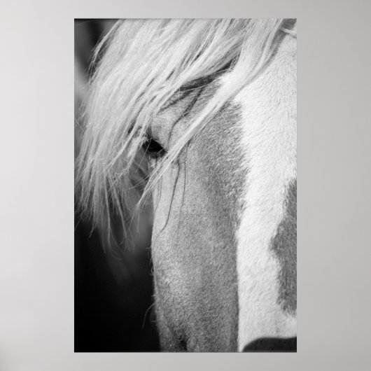 Portret voor zwarte en witte paarden poster (Voorkant)