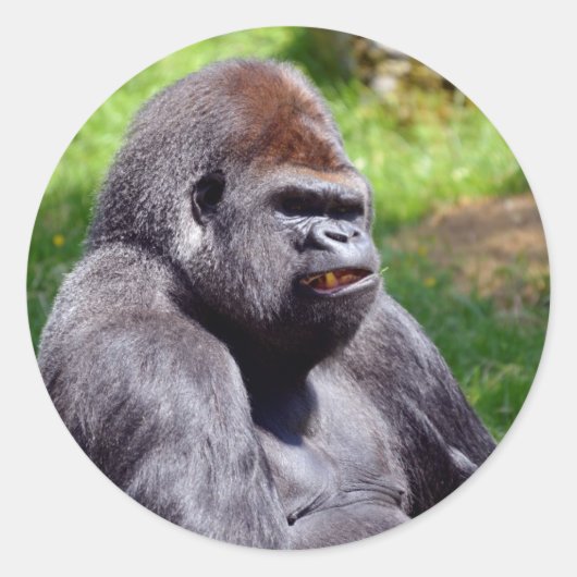 Portret westerne laaglandgorilla ronde sticker (Voorkant)