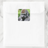 Portret westerne laaglandgorilla vierkante sticker (Tas)