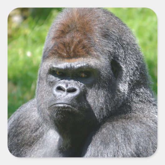 Portret westerne laaglandgorilla vierkante sticker (Voorkant)