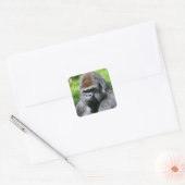Portret westerne laaglandgorilla vierkante sticker (Envelop)