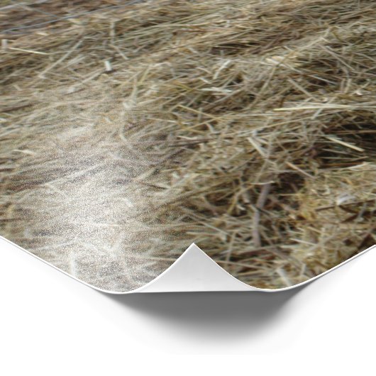 Portret witte Koe Foto Afdruk (Hoek)