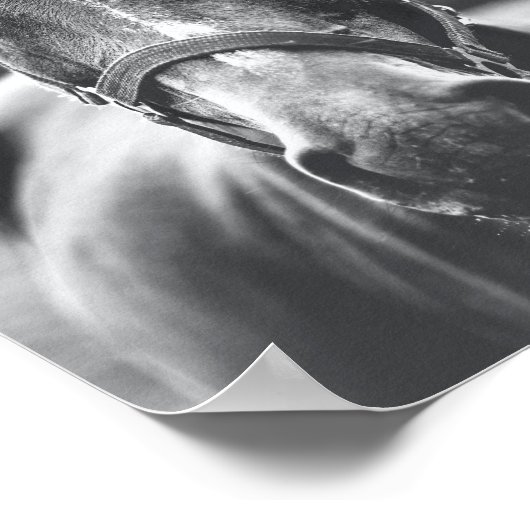 Portret zwart-wit paard Foto Poster (Hoek)