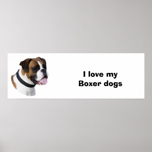 Portretfoto van Boxer-hond Poster (Voorkant)