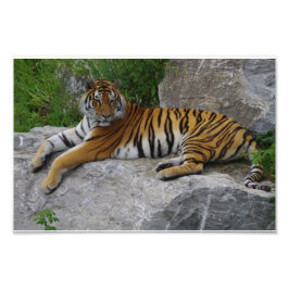 Portretfoto van een Siberische tijger Foto Afdruk