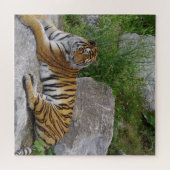 Portretfoto van een Siberische tijger Legpuzzel (Horizontaal)