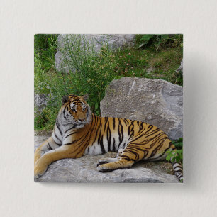 Portretfoto van een Siberische tijger Vierkante Button 5,1 Cm