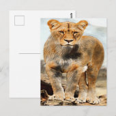 Portretleeuw Briefkaart (Voorkant / Achterkant)