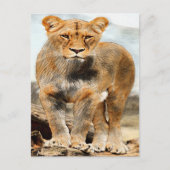 Portretleeuw Briefkaart (Voorkant)
