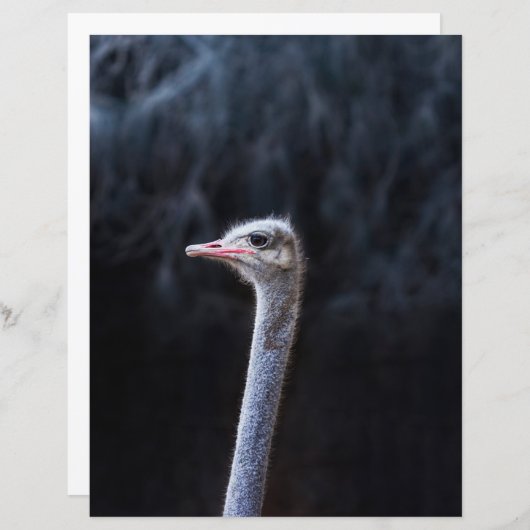 Portretostrip (Voorkant / Achterkant)