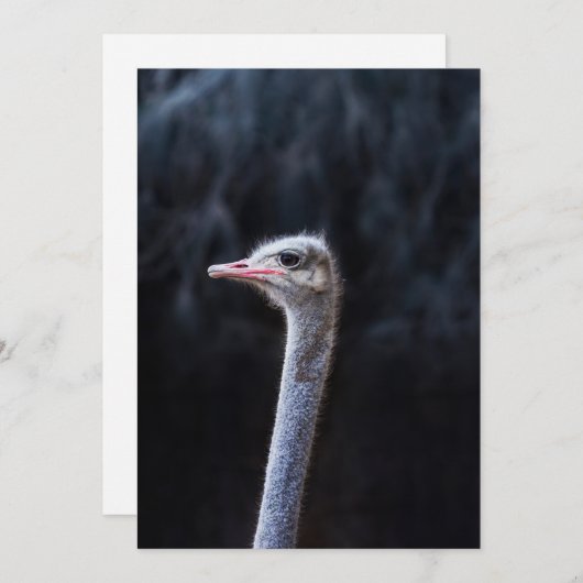 Portretostrip Aankondiging (Voorkant / Achterkant)