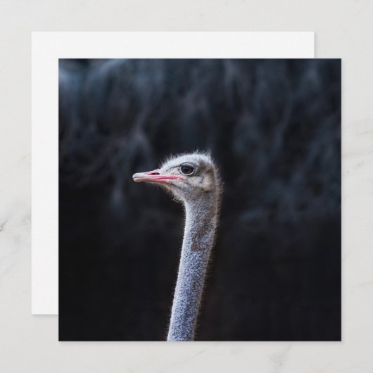 Portretostrip Kaart (Voorkant / Achterkant)