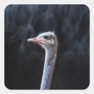 Portretostrip Vierkante Sticker