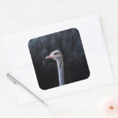 Portretostrip Vierkante Sticker (Envelop)