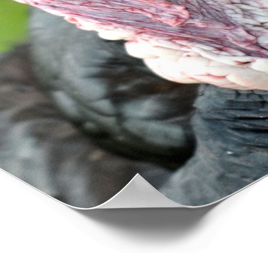 Portretschildpad Poster (Hoek)