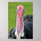 Portretschildpad Poster (Voorkant)