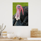 Portretschildpad Poster (Keuken)