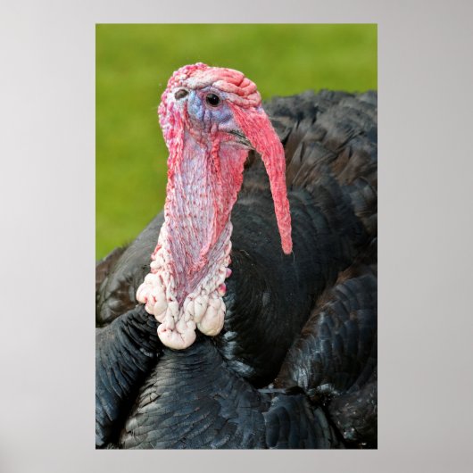 Portretschildpad Poster (Voorkant)