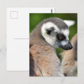 Portretstaartcitroenen Briefkaart (Voorkant / Achterkant)