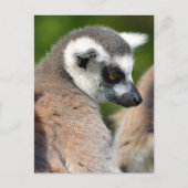 Portretstaartcitroenen Briefkaart (Voorkant)