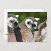 Portretstaartcitroenen Briefkaart (Voorkant / Achterkant)