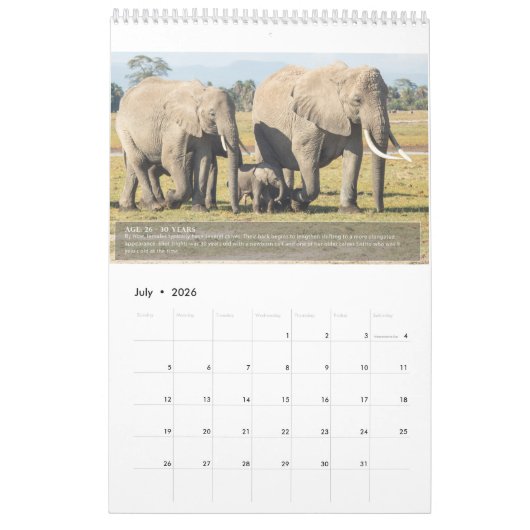 Portretten van de levensduur van een olifant kalender (Jul 2026)