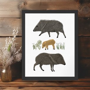 Portretwoestijndieren uit de familie Javelina Poster