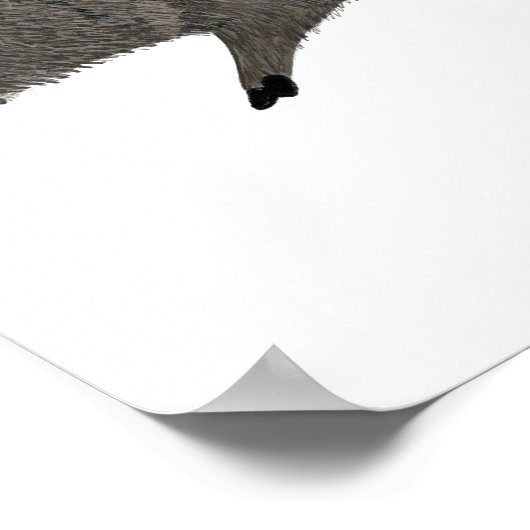 Portretwoestijndieren uit de familie Javelina Poster (Hoek)