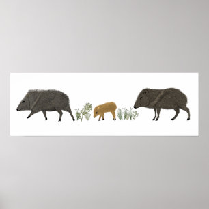 Portretwoestijndieren uit de familie Javelina Poster