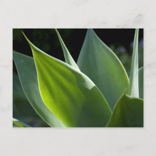 Portugal, Madeira eiland, Funchal. Botanisch Briefkaart