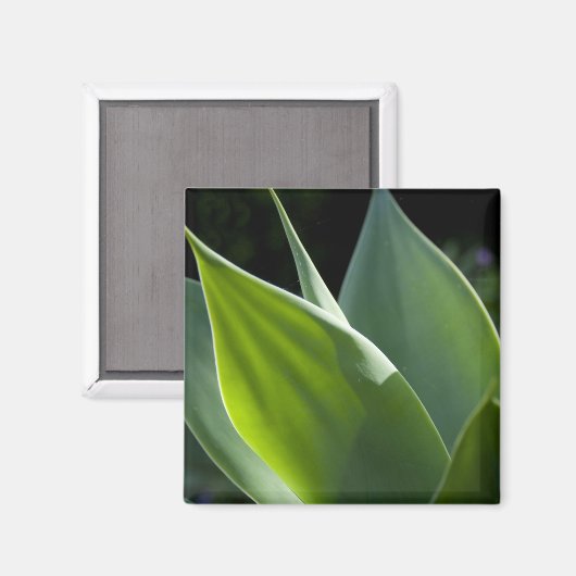 Portugal, Madeira, Funchal. Botanisch Magneet (Voorkant / Achterkant)