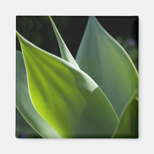 Portugal, Madeira, Funchal. Botanisch Magneet (Voorkant)