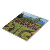 Portugal, Madeira, Funchal. Botanisch Tegeltje (Zijkant)