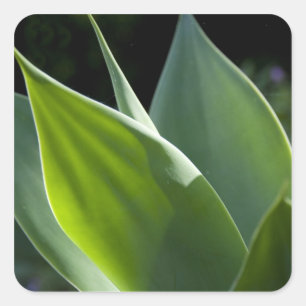 Portugal, Madeira, Funchal. Botanisch Vierkante Sticker