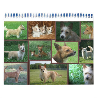 Portugees kalender Podengo Pequeno