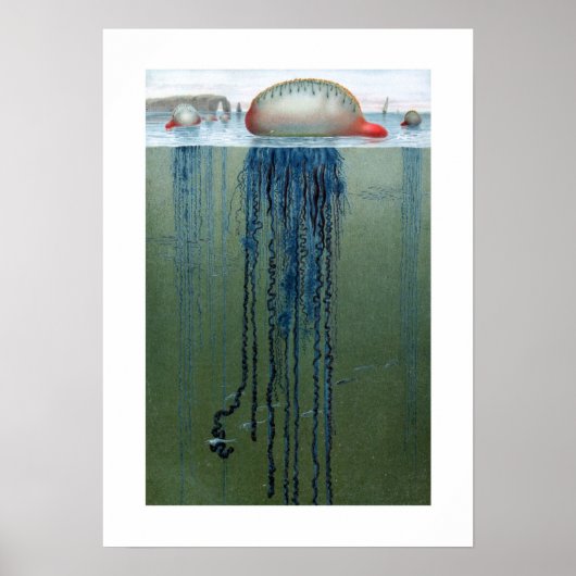 Portugees Man-o-oorlog Poster (Voorkant)