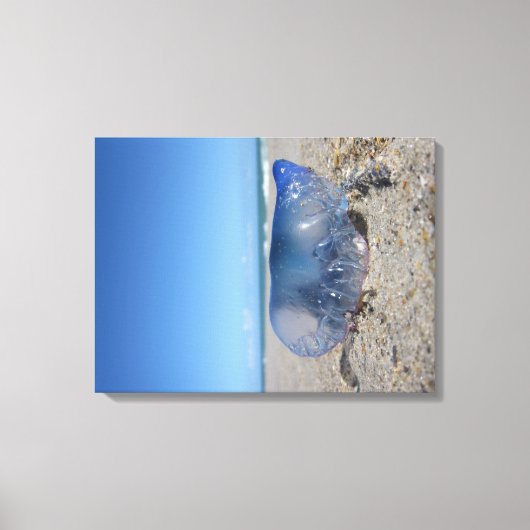 Portugees Man O' War Canvas Afdruk (Voorkant)